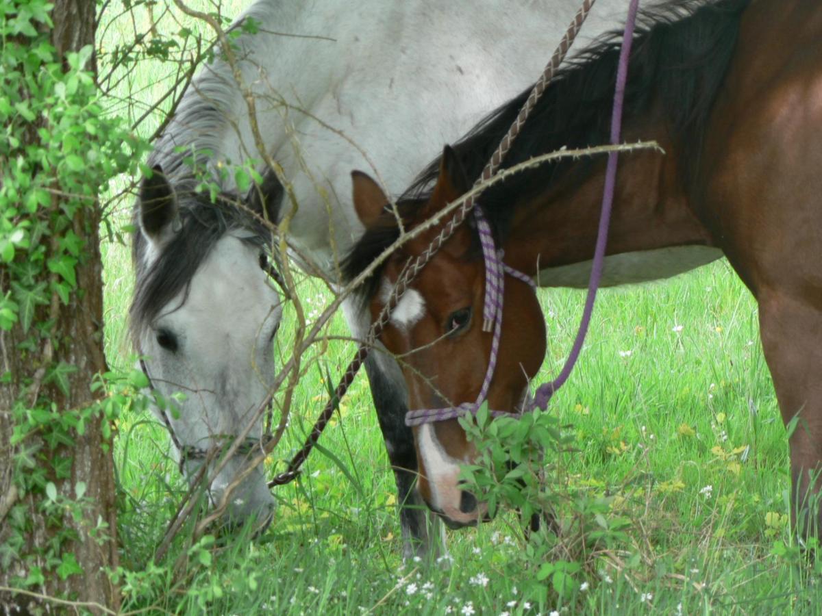 Les Pres Du Petit Morlu - Proche Beauval Saint-Romain-sur-Cher Exterior foto